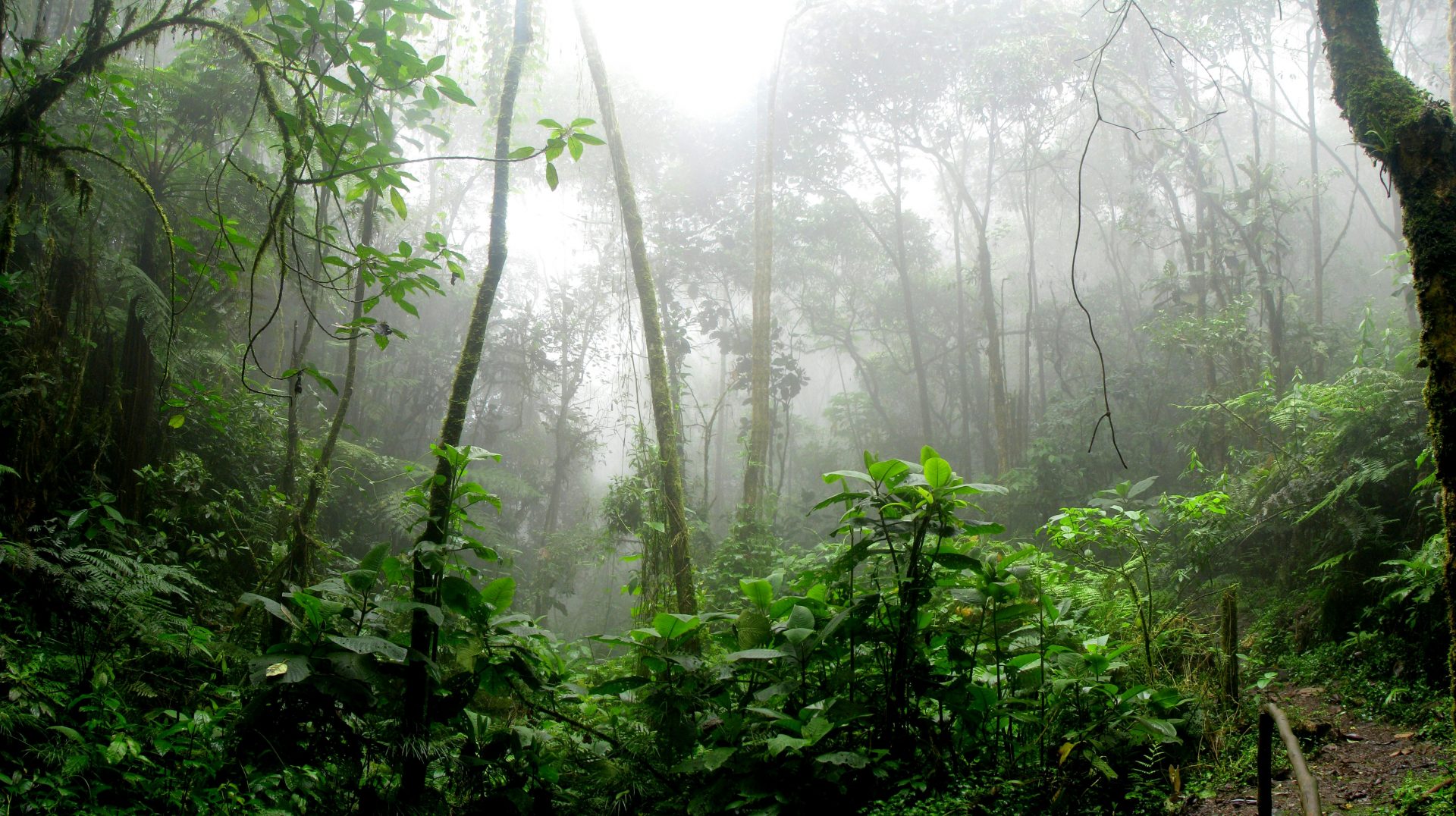 Environmental monitoring deforestation